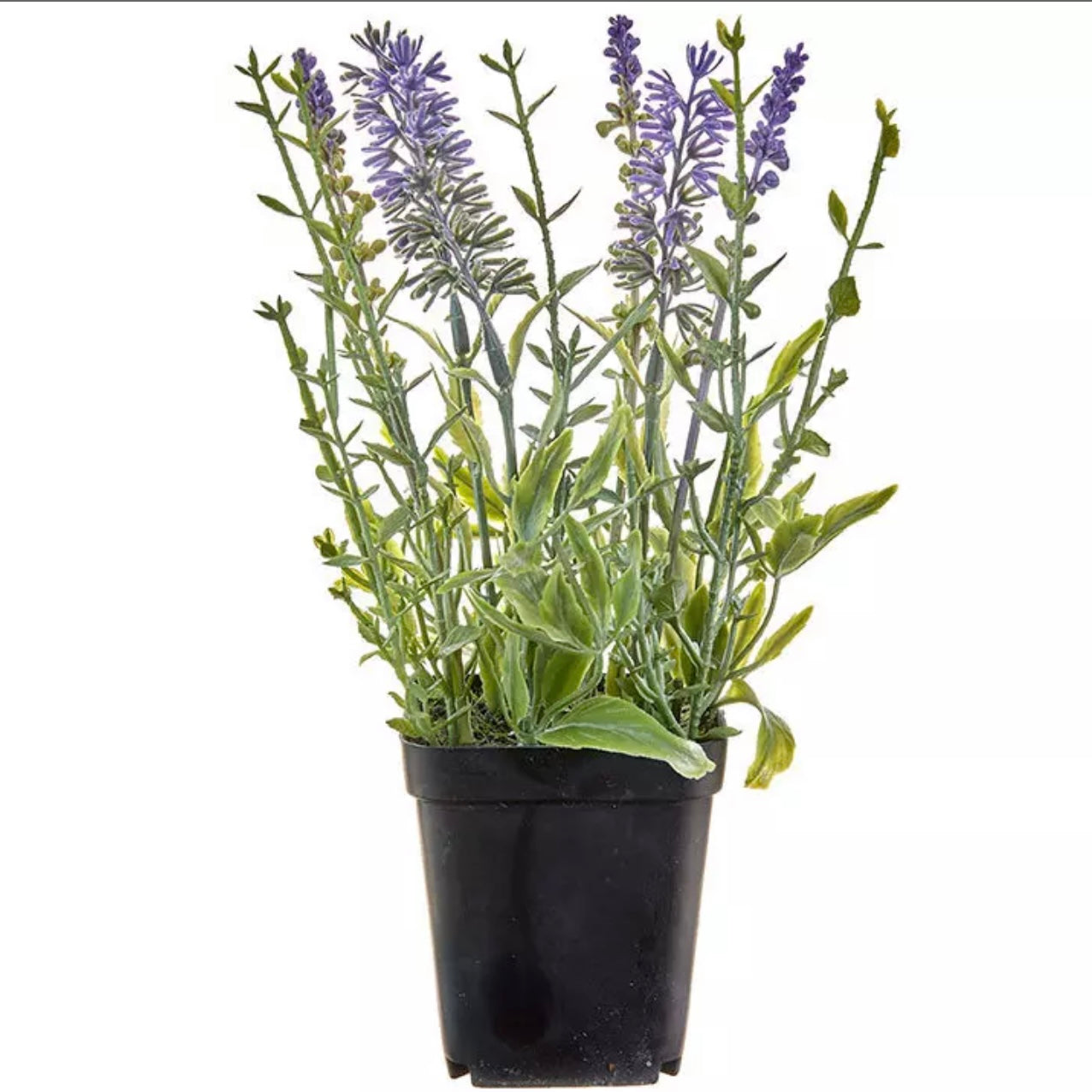 Lifelike Lavender