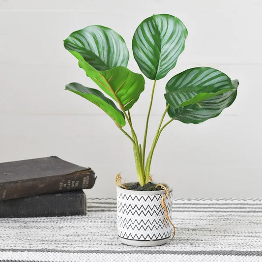 Faux Arrowroot