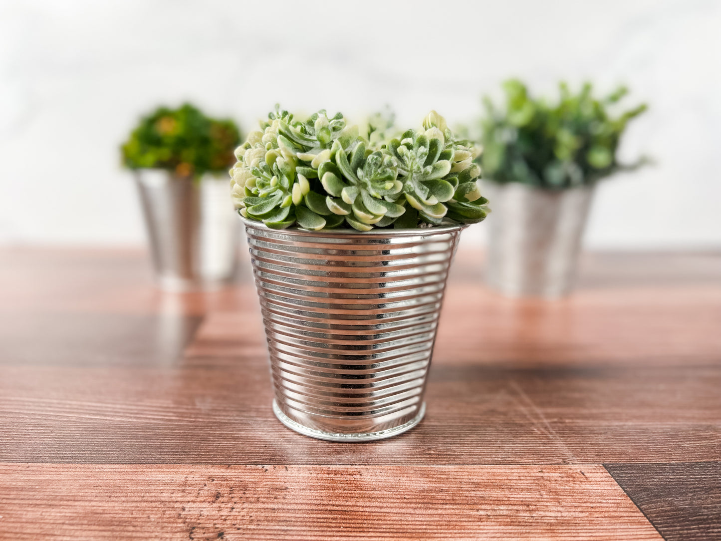 Green Sedum Plant